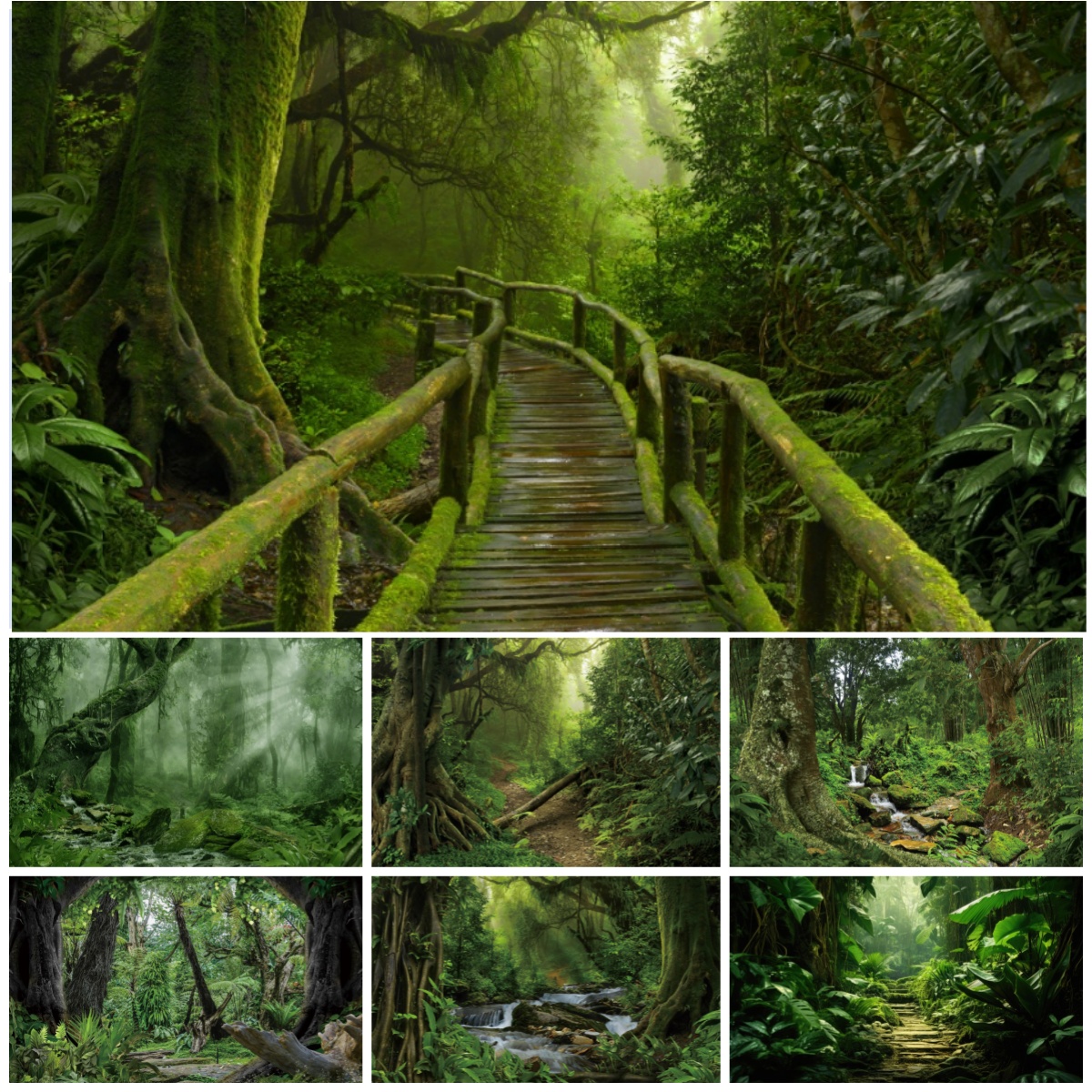 Outdoor Adventure Background - Tropical Rainforest Photography Backdrops Misty Mossy